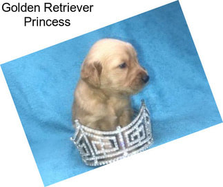 Golden Retriever Princess