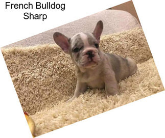 French Bulldog Sharp