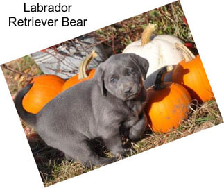 Labrador Retriever Bear