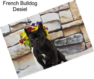 French Bulldog Desiel
