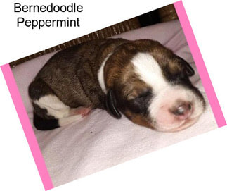 Bernedoodle Peppermint