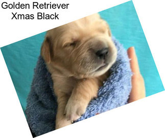 Golden Retriever Xmas Black