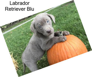 Labrador Retriever Blu