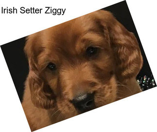 Irish Setter Ziggy