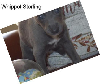 Whippet Sterling