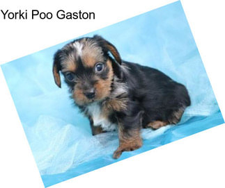 Yorki Poo Gaston