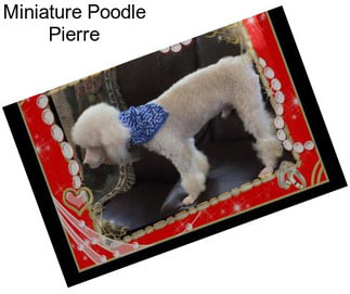 Miniature Poodle Pierre