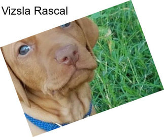 Vizsla Rascal