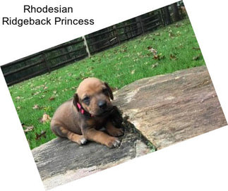 Rhodesian Ridgeback Princess