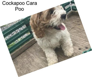 Cockapoo Cara Poo