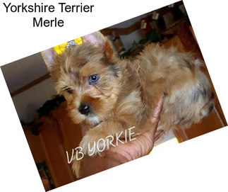 Yorkshire Terrier Merle