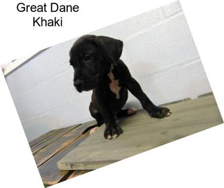 Great Dane Khaki