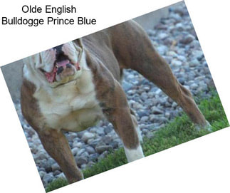 Olde English Bulldogge Prince Blue
