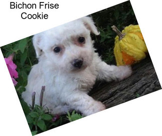 Bichon Frise Cookie