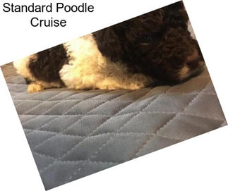 Standard Poodle Cruise