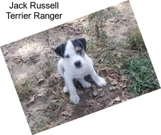 Jack Russell Terrier Ranger