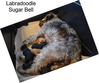 Labradoodle Sugar Bell