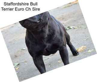 Staffordshire Bull Terrier Euro Ch Sire