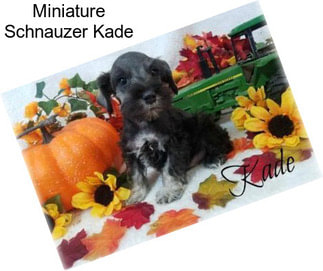 Miniature Schnauzer Kade