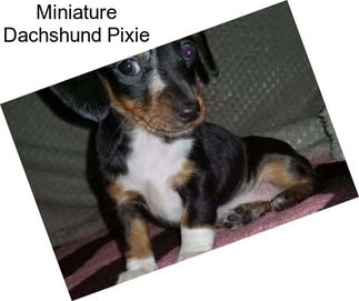 Miniature Dachshund Pixie