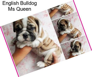 English Bulldog Ms Queen