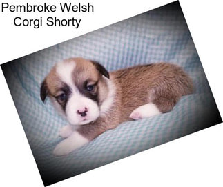 Pembroke Welsh Corgi Shorty