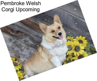 Pembroke Welsh Corgi Upcoming