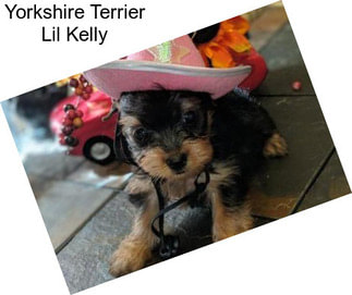 Yorkshire Terrier Lil Kelly