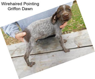 Wirehaired Pointing Griffon Dawn
