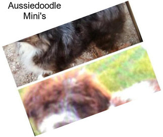Aussiedoodle Mini\'s