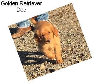 Golden Retriever Doc