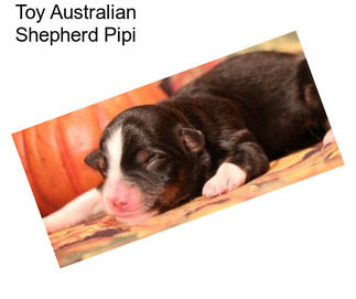 Toy Australian Shepherd Pipi