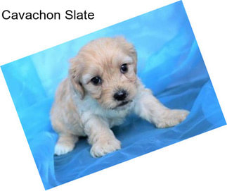 Cavachon Slate