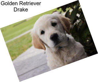 Golden Retriever Drake