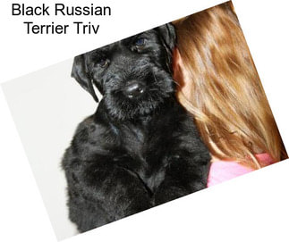 Black Russian Terrier Triv