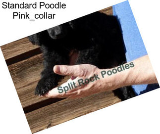 Standard Poodle Pink_collar