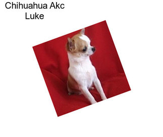 Chihuahua Akc Luke