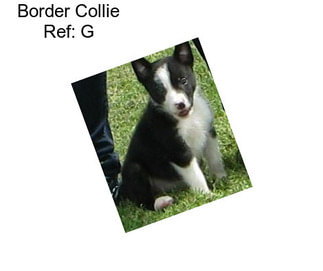 Border Collie Ref: G