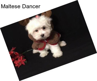 Maltese Dancer