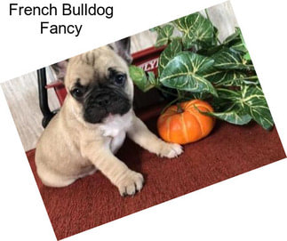 French Bulldog Fancy