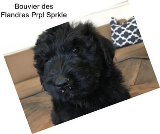 Bouvier des Flandres Prpl Sprkle