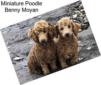 Miniature Poodle Benny Moyan