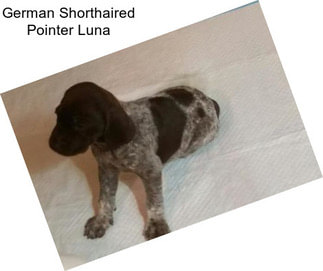 German Shorthaired Pointer Luna