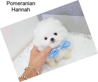 Pomeranian Hannah