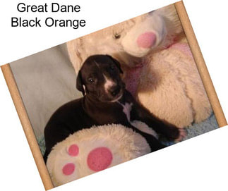 Great Dane Black Orange