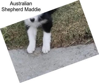 Australian Shepherd Maddie