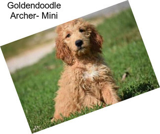 Goldendoodle Archer- Mini