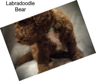 Labradoodle Bear