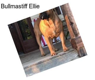 Bullmastiff Ellie
