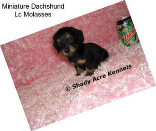 Miniature Dachshund Lc Molasses